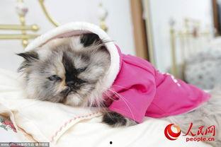 吃爪瓜的猫,揭秘吃爪瓜的猫的奇妙食趣