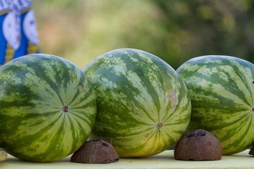 梦见有人送自己小瓜吃,揭秘梦中赠瓜的神秘寓意