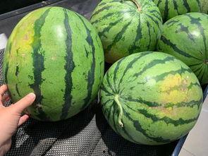 瓜怎么吃很好吃图片,探索美味瓜类的多彩食法