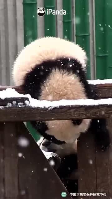 吃瓜小熊cp,吃瓜小熊CP的甜蜜日常