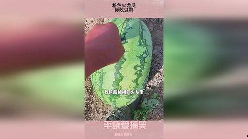 小朋友吃火龙瓜,小朋友的快乐美食之旅