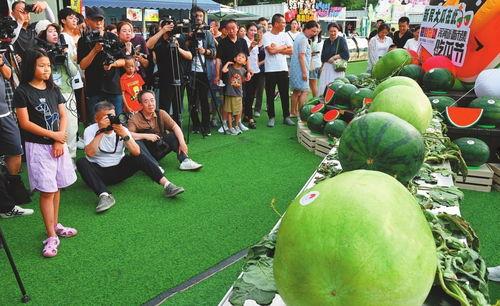 网民吃瓜节,网络狂欢背后的文化现象