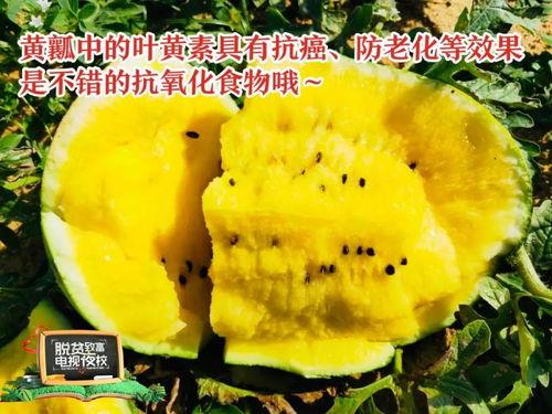 吃瓜排行榜各省,揭秘各省瓜界风云