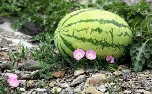 有什么吃瓜基地吗,全国各地的热门吃瓜基地大盘点