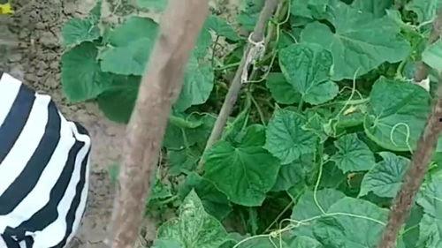 小欧在瓜地里吃瓜,小欧瓜地里的快乐时光