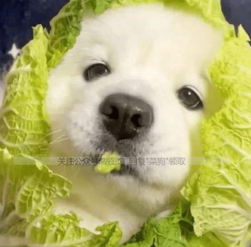 狗头吃瓜情侣头像,情侣头像演绎甜蜜日常