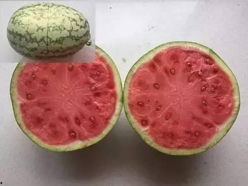 浅浅吃瓜,品味生活百态