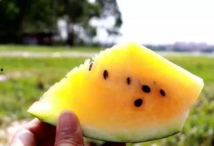 吃黄色瓜犯法吗,揭秘吃黄色瓜是否触犯法律