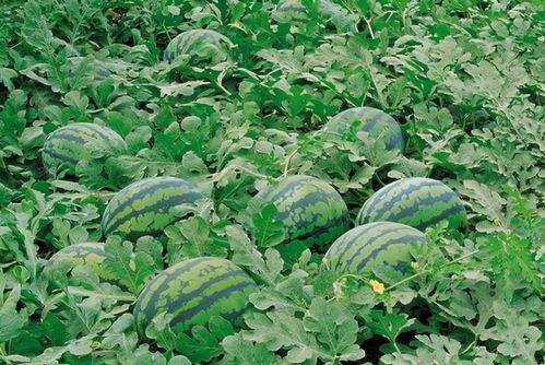 吃瓜瀛洲,揭秘网络热点的背后故事