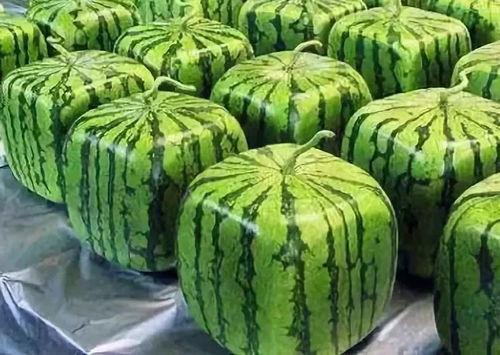 吃年瓜,团圆滋味浓——传统美食背后的文化传承