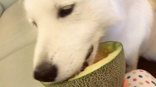 吃瓜群众爬宠,揭秘爬虫爱好者的独特生活