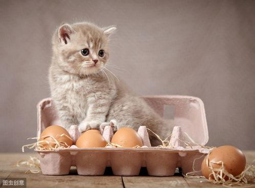 猫咪吃乳瓜好吗怎么吃,营养美味,正确喂食方法揭秘