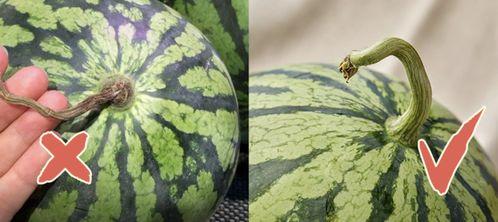 吃瓜本瓜是,网络热词背后的文化现象