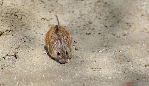 老鼠吃地里瓜视频,老鼠偷吃瓜视频引发网友热议