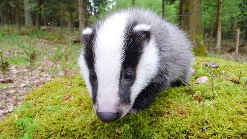 吃瓜刺猹,网络热词背后的文化现象