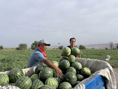 清苑区阳城吃瓜,夏日炎炎，吃瓜群众欢乐多