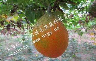 吃瓜天堂最新,娱乐圈幕后风云大揭秘