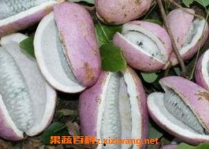 八月瓜吃雪糕,雪糕时光