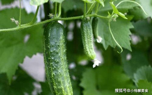 大家都用什么吃瓜,揭秘不同人群的“瓜”选择