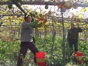 树上吃瓜图文,夏日悠闲时光的定格