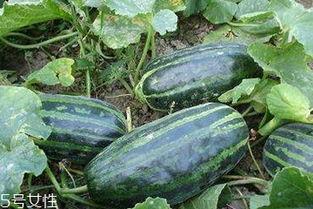 吃脆瓜的功效,清暑解渴，养生保健的天然良药