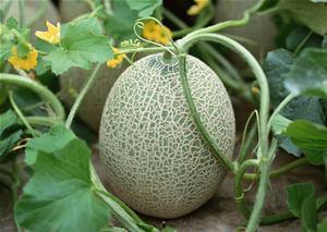 夏天吃哈密瓜应该怎么吃,夏日哈密瓜的完美食用指南